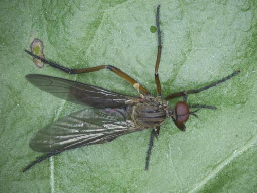 Réf. 185 738 : Empis sp.
